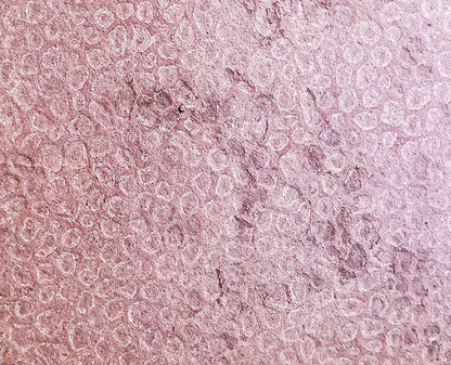 Feuille de pierre SC-10 — Red Shell